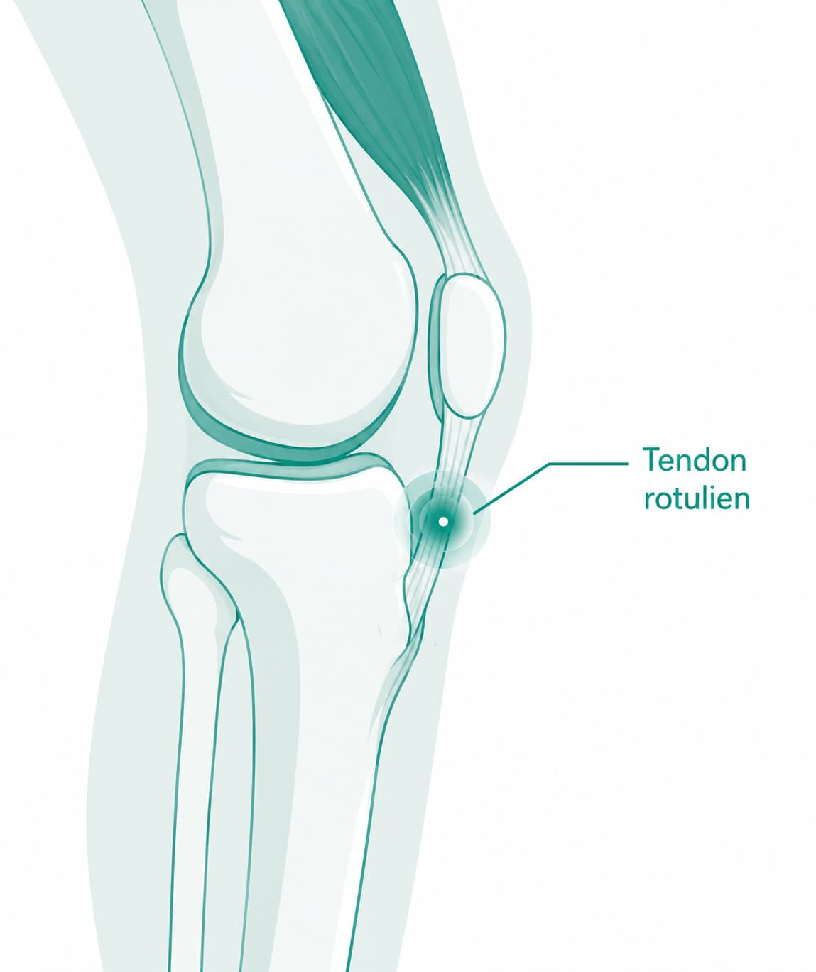 Illustration du genou montrant le tendon rotulien reliant la rotule au tibia